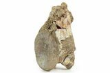 Rare, Fossil Aetosaur Cervical Vertebra - New Mexico #367569-1